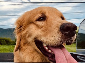 Close-up of dog looking away