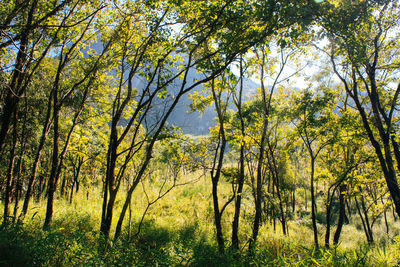 Trees in forest