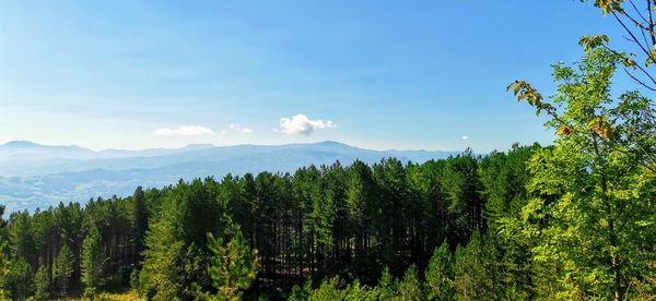 Scenic view of forest against sky