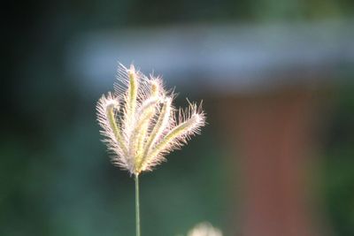 Close-up of dandelion against blurred background