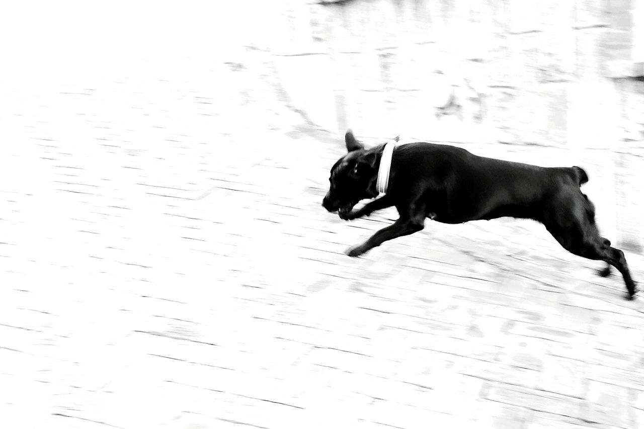animal themes, animal, one animal, mammal, domestic animals, dog, canine, pet, black and white, no people, black, monochrome photography, nature, day, monochrome, full length, motion, side view, running, water, outdoors