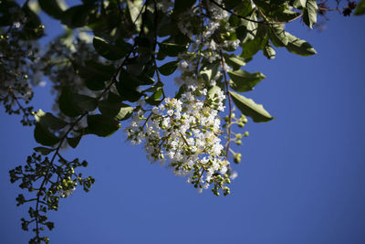 Low angle view of cherry blossom against clear sky