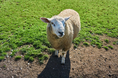 Portrait of sheep on field