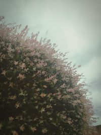 Close-up of plant against sky