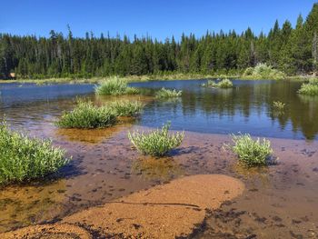 Scenic view of lake in forest against sky