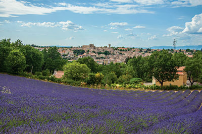 Panoramic view of lavender flowers fields near valensole, in the french provence.