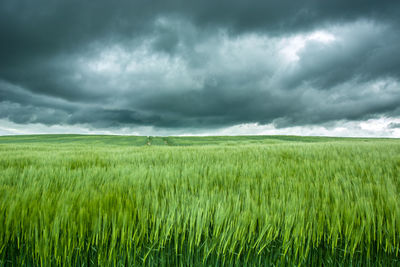 Dispersed ears of green barley, horizon and dark clouds.