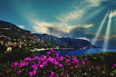 Purple flowering plants by sea against sky