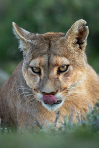 Close-up of lioness