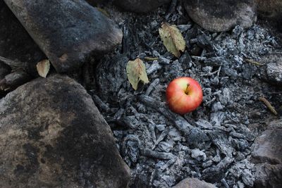 High angle view of apples on rock