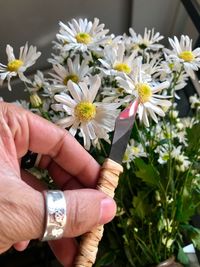 Close-up of hand holding flowering plant