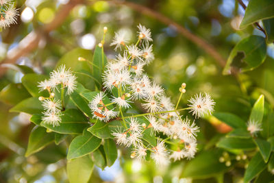 Close-up of flowering plant