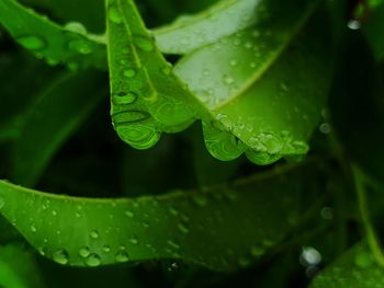Close-up of raindrops on leaves