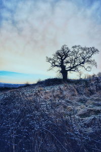 Bare tree on field against sky