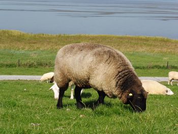 Sheep grazing in a field