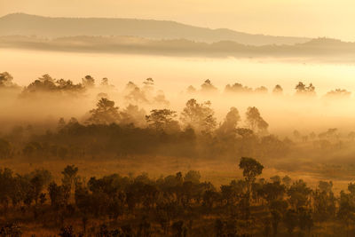 Trees on landscape against sky during sunset