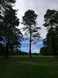 Trees on field against sky