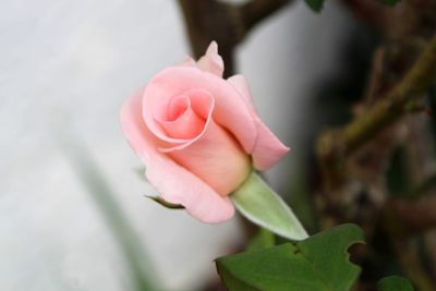 Close-up of pink rose