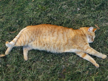 Cat lying on field