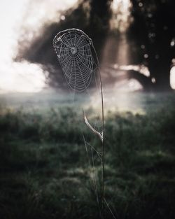 Close-up of spider web on dry plant stem