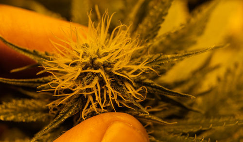 Close-up of yellow flowering plant