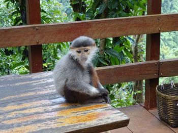 Monkey sitting on wooden table in forest