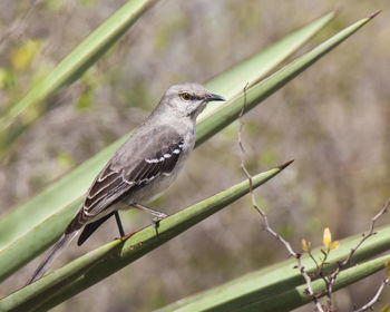 Close-up of bird perching on branch