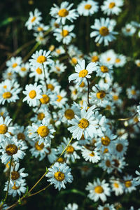 Close-up of white daisy flowers