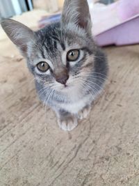 Portrait of cat on floor