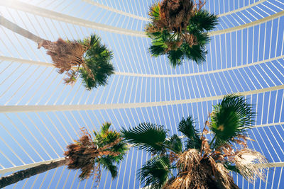 Low angle view of palm trees against clear sky