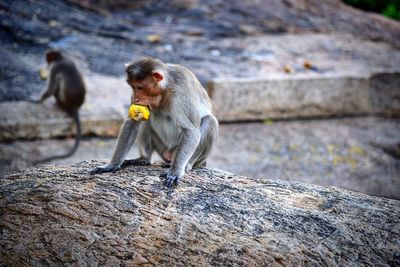 Monkey sitting on rock