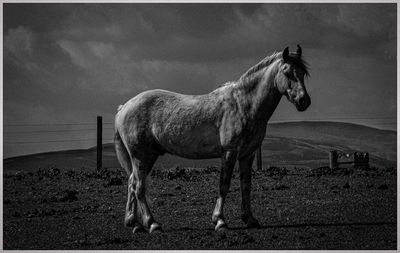 Horse standing in ranch against sky