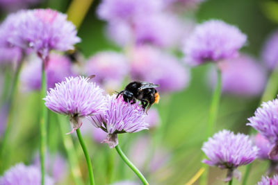 Close-up of bee pollinating on purple flowers