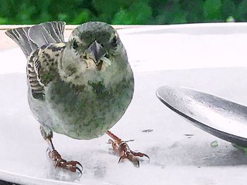 Close-up of a bird on snow