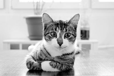 Close-up portrait of cat at home