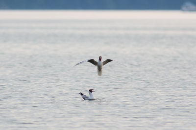 Seagulls flying over sea