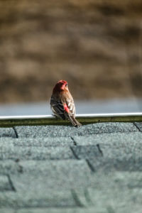 Close-up of bird perching on wood