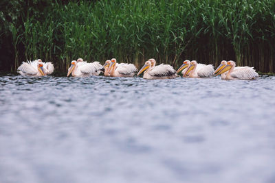 Flock of birds