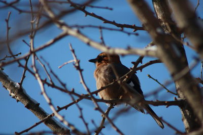 Low angle view of birds perching on branch