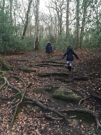 Trees in forest