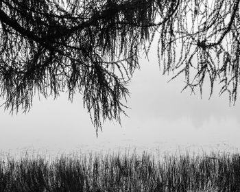 Tree by lake against sky