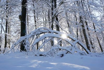 Trees on snow covered landscape