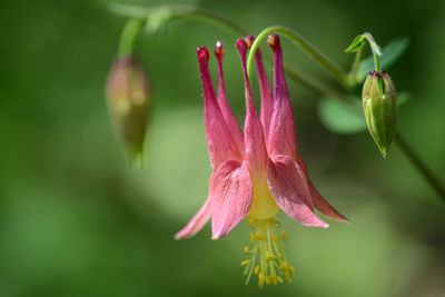 Close-up of pink flowering plant