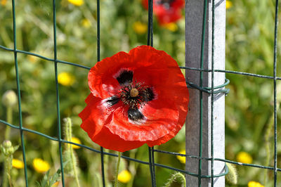 Close-up of red poppy growing on plant