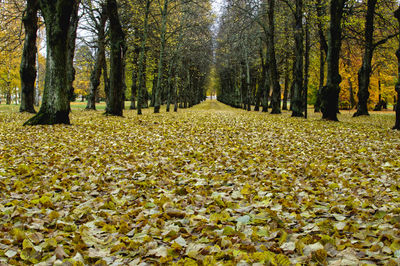 Trees in park during autumn