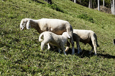 Sheep grazing in a field