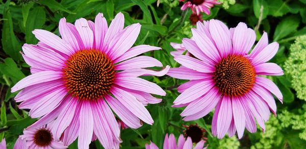 Close-up of pink flower