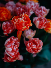 Close-up of pink rose