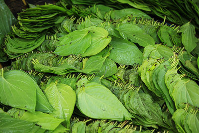 Betel leaves are ready for consumption