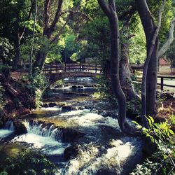 River flowing through forest